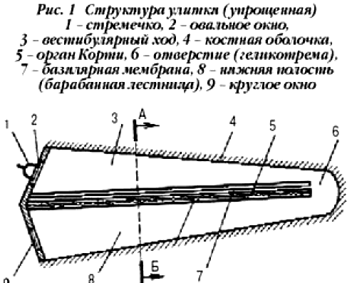 Нелинейные свойства слуха