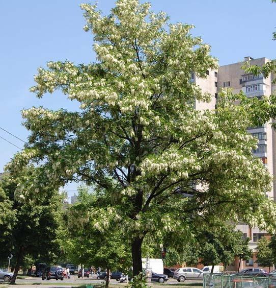 акация  (1)