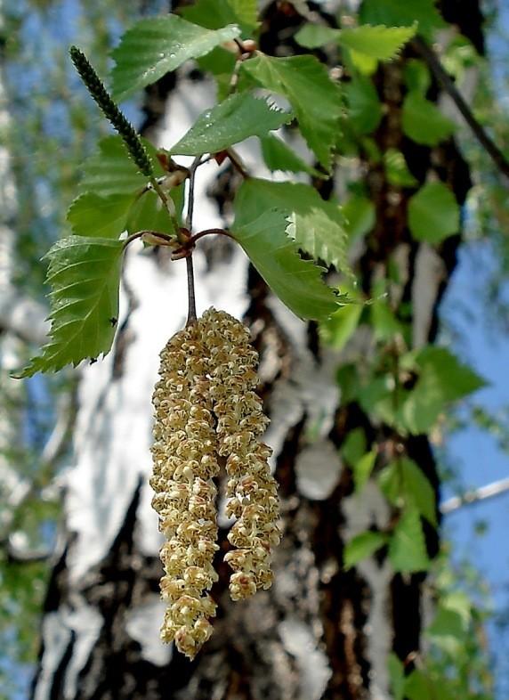 берёза  (1)