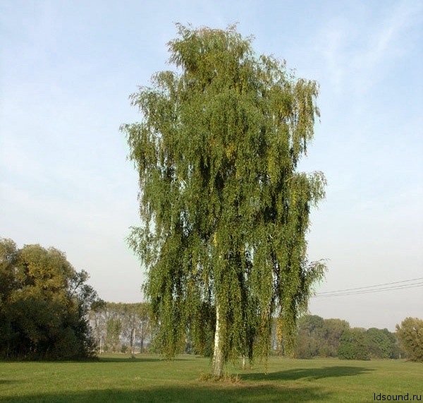 берёза  (1)