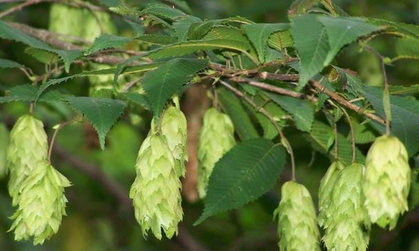 бук  (3)