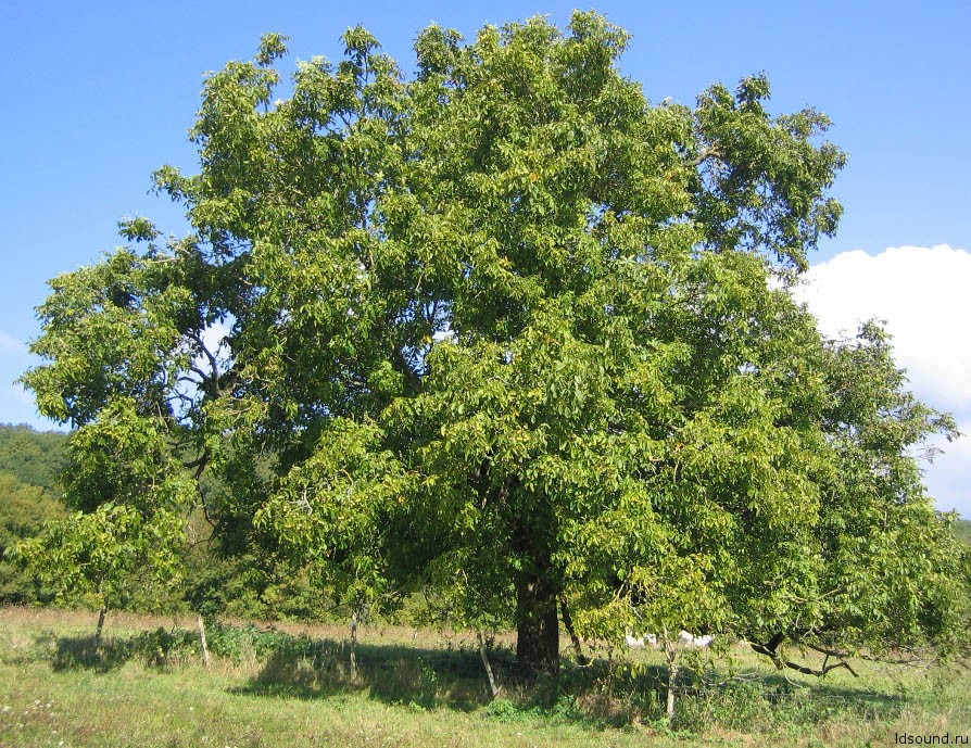 орех  (1)